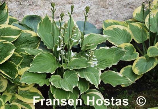 Hosta Eventide